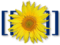 MediaWiki