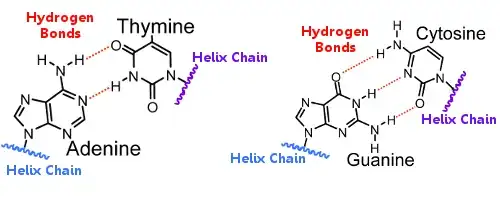 https://www.chemicool.com/images/dna-h-bonding.png