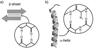 https://www.researchgate.net/profile/Christopher_Aronsson/publication/316280591/figure/fig6/AS:614349815177222@1523483818815/e-hydrogen-bonding-nature-of-the-a-b-sheet-and-b-a-helix-Hydrogen-bond-formation-in_W640.jpg