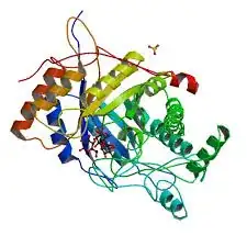 Salivary amylase