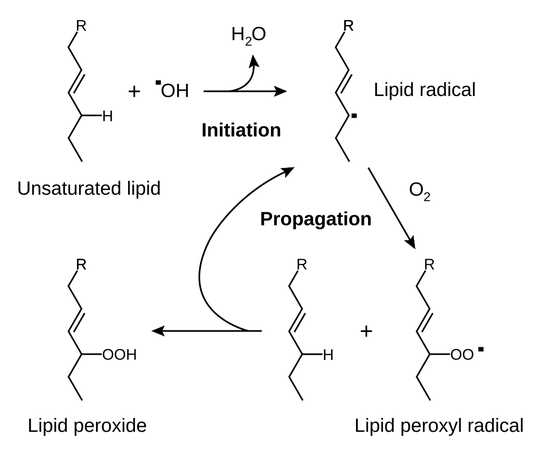 lipid peroxidation