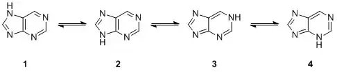 proposed stable protomers of purine