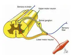 Motorneuron