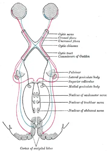 optic nerves