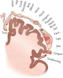 homunculus