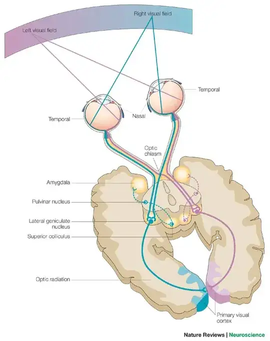 visual pathway 1