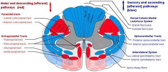 spinal tracts
