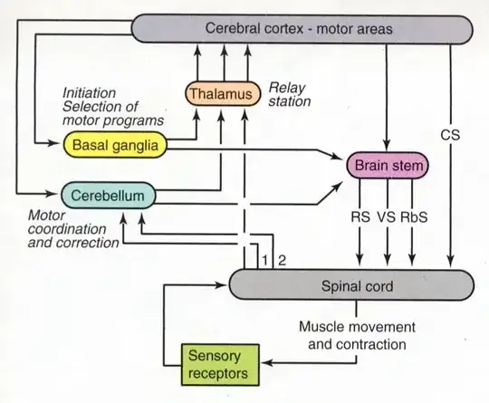 Motor hierarchy
