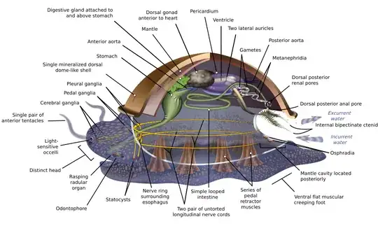 mollusc anatomy