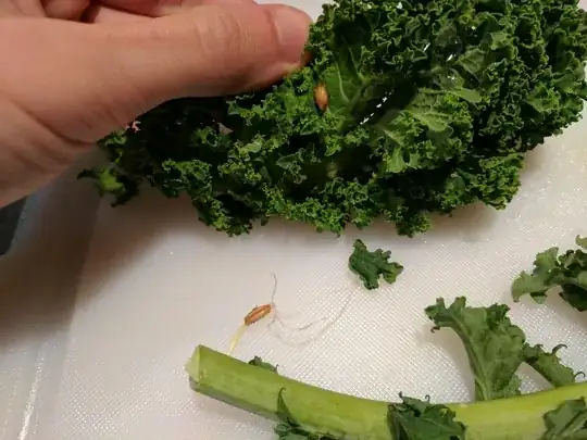Fresh Kale with unknown seeds growing