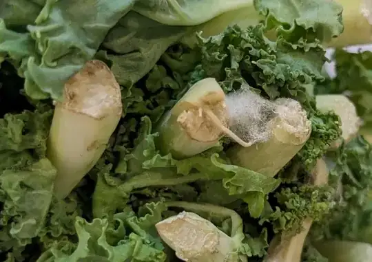 white mold on kale stems