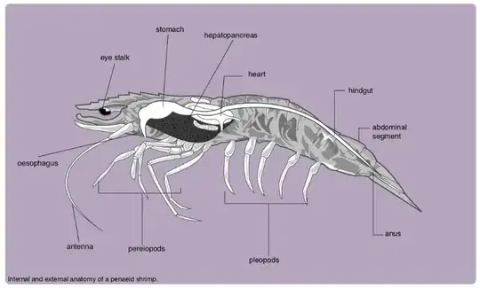 shrimp anatomy diagram