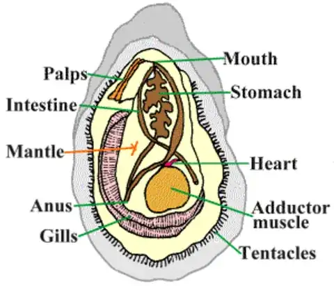 Oyster anatomy