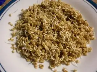 4th day sprouts