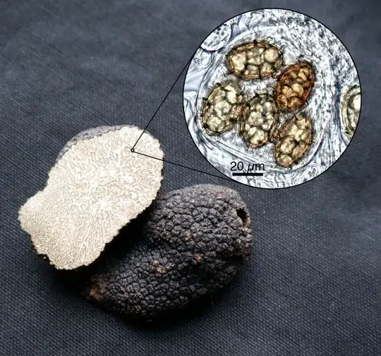 truffle
