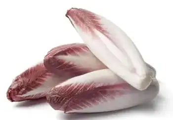 Rood Witloof