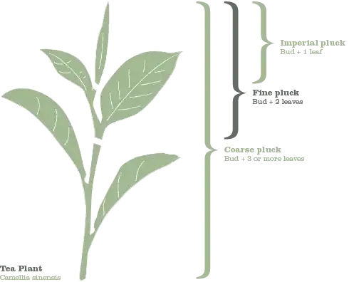 plucking diagram