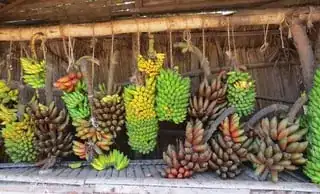 Hands of bananas