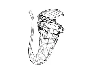 Wireframe plant drawing