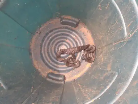 Snake 3