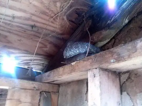 Snake 1