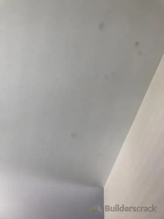 rat pee