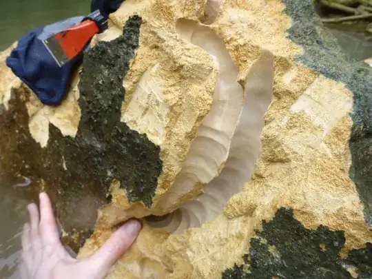 Two large burrows in rock made by shipworms