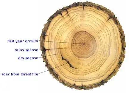 Rings in a tree