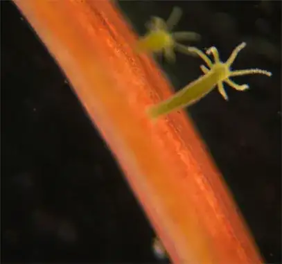 Hydra