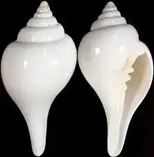 Turbinella Pyrum