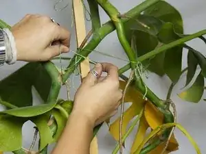 How to Repot an Overgrown Monstera