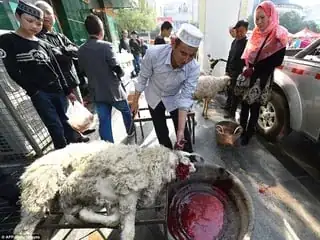 graphic image of sheep being slaughtered