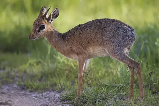 dik dik picture from wikipedia