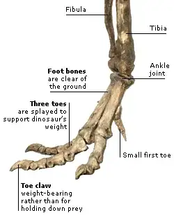 T. Rex foot