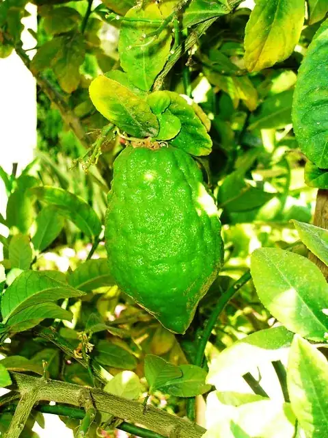 adult etrog