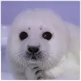 Baby Seal