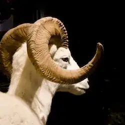 ram's horns