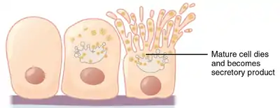 Holocrine secretion