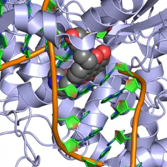 Human topoisomerase II beta in complex with DNA and mitoxantrone. PDB entry 4g0v. Detail showing mitoxantrone (spheres) intercalated with DNA.