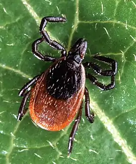 The deer tick, a vector for Lyme disease pathogens