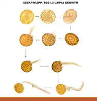 Ascaris egg, incubation process: The Ascaris egg incubation process consists in placing the egg in a controlled environment, at 26&nbsp;°C during 28 days, in acidic conditions. This process allows for evaluation of an egg to determine if it is viable or not, by watching the bipartition of the nucleus, and the growth of the larva.