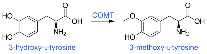 3-O-Methylation of levodopa (3-hydroxy-L-tyrosine) via COMT activity