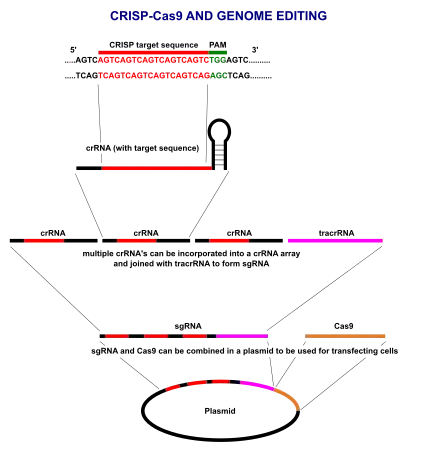 Overview of CRISPR-Cas9 plasmid construction
