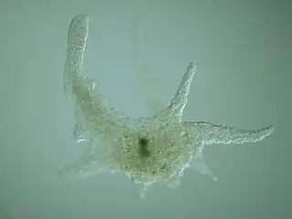 Naked amoeba, Chaos&nbsp;sp.