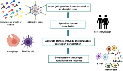 Adenoviral vector-based vaccine strategy for creating an effective protective immunity