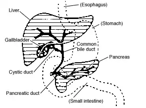 Digestive system diagram showing bile duct location.