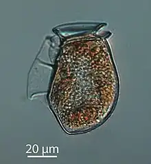 The dinoflagellate Dinophysis acuta