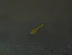 D. caninum proglottid