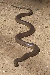 The widespread and common eastern brown snake is one of Australia's most venomous elapids. Fast moving and aggressive if threatened, it is responsible for more than half of the country's fatal bites.