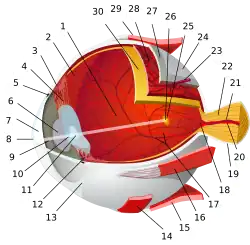 1:posterior segment 2:ora serrata 3:ciliary muscle 4:ciliary zonules 5:Schlemm's canal 6:pupil 7:anterior chamber 8:cornea 9:iris 10:lens cortex 11:lens nucleus 12:ciliary process 13:conjunctiva 14:inferior oblique muscule 15:inferior rectus muscule 16:medial rectus muscle 17:retinal arteries and veins 18:optic disc 19:dura mater 20:central retinal artery 21:central retinal vein 22:optic nerve 23:vorticose vein 24:bulbar sheath 25:macula 26:fovea 27:sclera 28:choroid 29:superior rectus muscle 30:retina